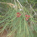 Casuarina collina - Photo (c) Pierre-Louis Stenger, μερικά δικαιώματα διατηρούνται (CC BY-NC), uploaded by Pierre-Louis Stenger