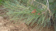 Casuarina collina