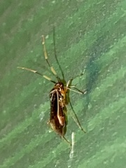 Adelphocoris rapidus