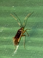 Adelphocoris rapidus