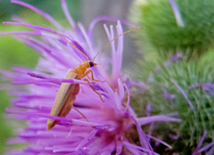Nacerdes carniolica