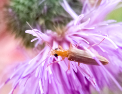 Nacerdes carniolica