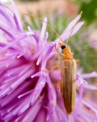Nacerdes carniolica