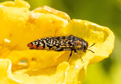 Acmaeodera haemorrhoa