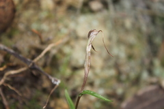 Pterostylis alobula