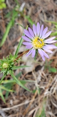 Eurybia hemispherica