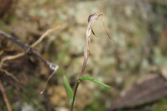 Pterostylis alobula