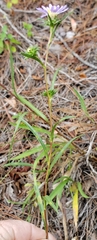 Eurybia hemispherica