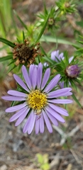 Eurybia hemispherica