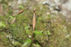 Pterostylis alobula