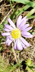 Eurybia hemispherica