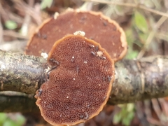 Polyporus hypomelanus