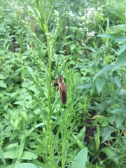 Cophinopoda