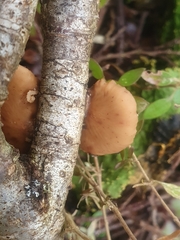 Polyporus hypomelanus