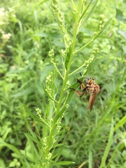 Cophinopoda