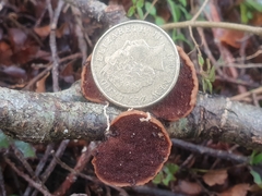 Polyporus hypomelanus