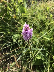 Gymnadenia
