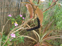 Doleschallia bisaltide denisi