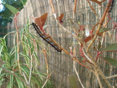 Doleschallia bisaltide denisi