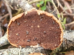 Polyporus hypomelanus