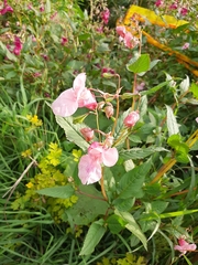 Impatiens glandulifera