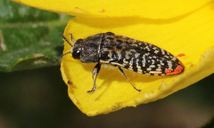 Acmaeodera haemorrhoa