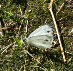 Pieris dulcinea