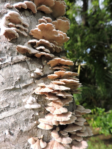splitgill mushroom (Schizophyllum commune)