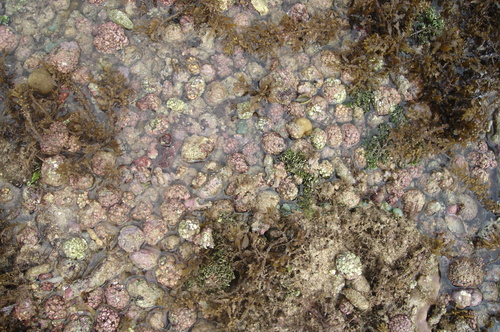Porolithon gardineri
