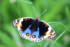 Junonia orithya minagara