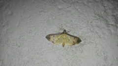 Eulepte gastralis
