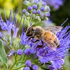 Apis mellifera