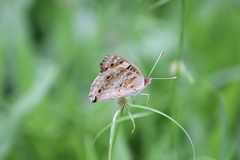 Cyperus mindorensis
