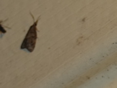 Dichomeris punctipennella