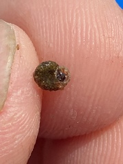 Helicopsyche borealis