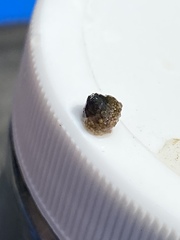 Helicopsyche borealis