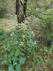 Eupatorium godfreyanum