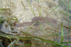 Synaptula media