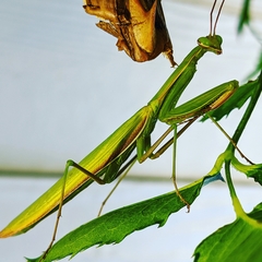 Mantis religiosa
