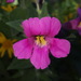 Pink Monkey Flower - Photo (c) Alex Abair, some rights reserved (CC BY-NC), uploaded by Alex Abair