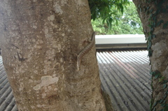 Epibator nigrofasciolatus