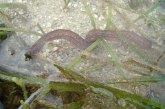Synaptula media