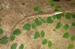Epibator nigrofasciolatus