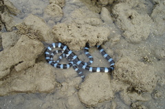 Laticauda laticaudata