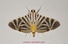 Spilomela perspicata