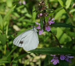 Pieris dulcinea
