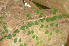 Epibator nigrofasciolatus