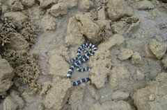Laticauda laticaudata