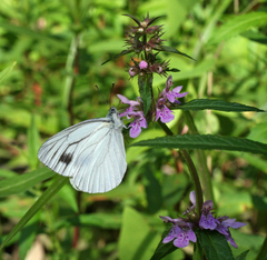 Pieris dulcinea