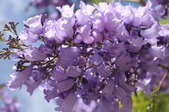 Jacaranda mimosifolia